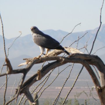 Hiking trails in Tucson Arizona