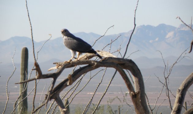 Hiking trails in Tucson Arizona