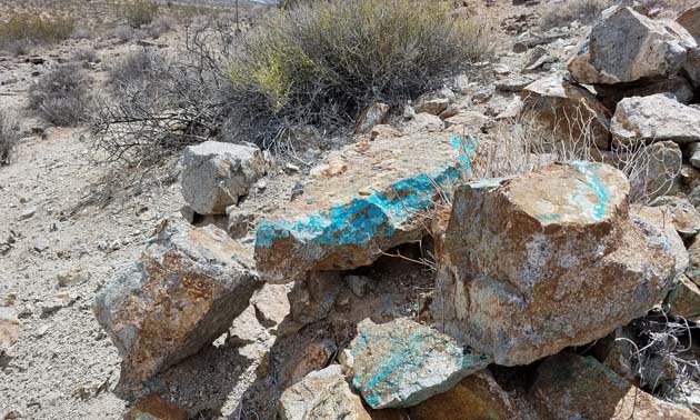 Edley's most recent turquoise discovery in Imperial County. The larger stone weighs 36.7lbs and the smaller stone weighs 21lbs.