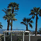 swimming pool with palm trees around it