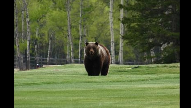 A large grizzly bear seen from across a golf course. 