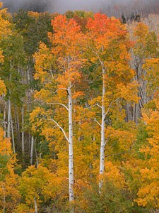 Picture of yellow autumn trees. 