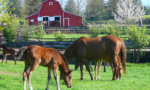 horses in front of a barn