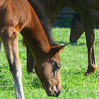 horses in front of a barn