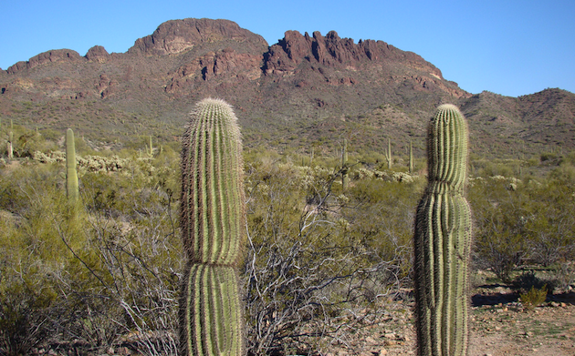 Mountains and cactus