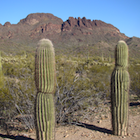 Mountains and cactus