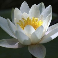 White waterlily in the sun.