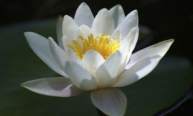 White waterlily in the sun.