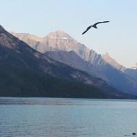 A lone bird flying over Waterton Lake in Waterton National park at sunset. 