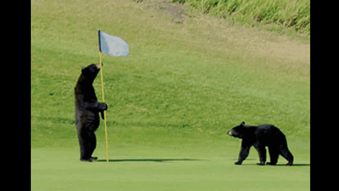 Two black bears play with a flagstick on the fairway at Waterton National Park Golf Course. 