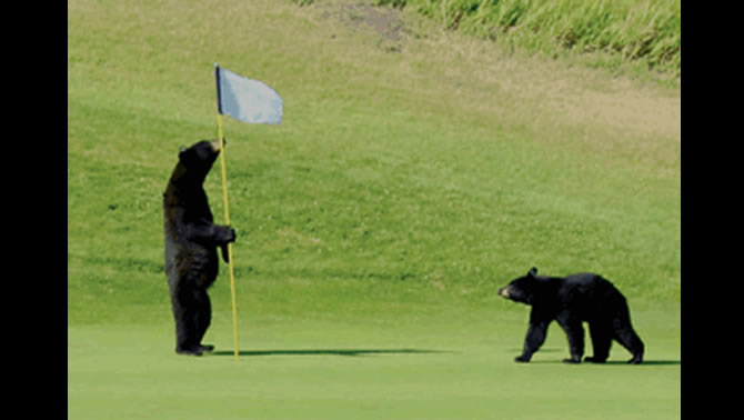 Two black bears play with a flagstick on the fairway at Waterton National Park Golf Course.