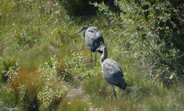 blue herons