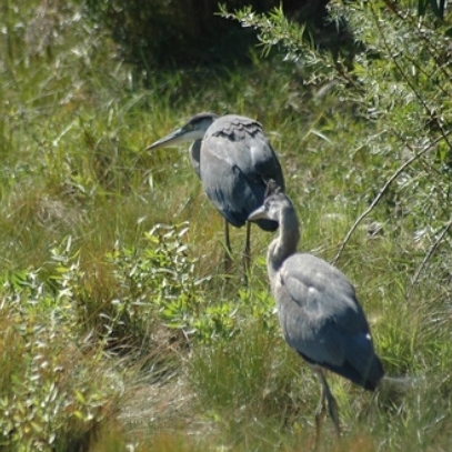 blue herons