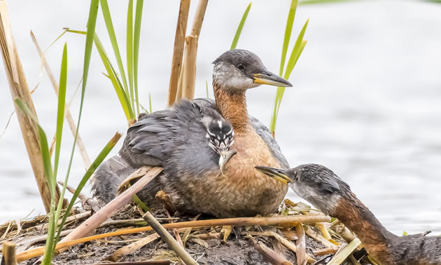 It is feeding time for the red-necked grebe.