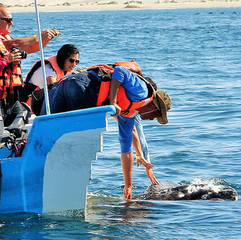 A small motor boat with 10 people on board.  Two people are leaning over to touch a whale that is alongside of the boat. 