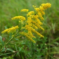 The bright yellow flowers of the Canadian Goldenrod.