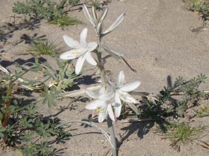 An image of a white flower in the desert