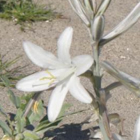 An image of a white flower in the desert