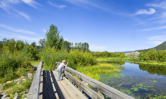 person on a dock watching birds at a marsh sanctuary