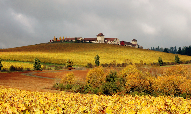 Autumn scene, vineyard, winery buildings