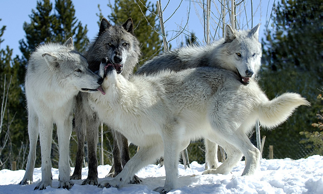 a pack of wolves socializing, West Yellowstone, Montana.