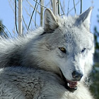 a pack of wolves socializing, West Yellowstone, Montana.