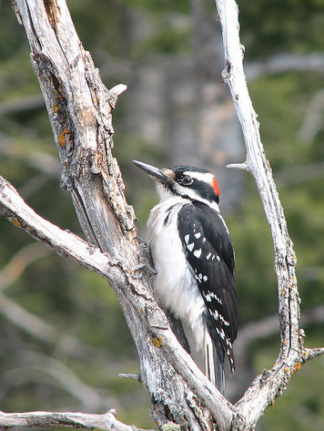 A hairy woodpecker searches for insects on a tree branch. 