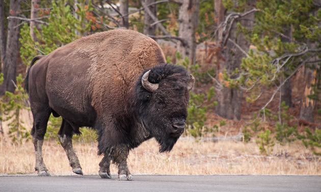 A buffalo crosses the road in Yellowstone National Park.